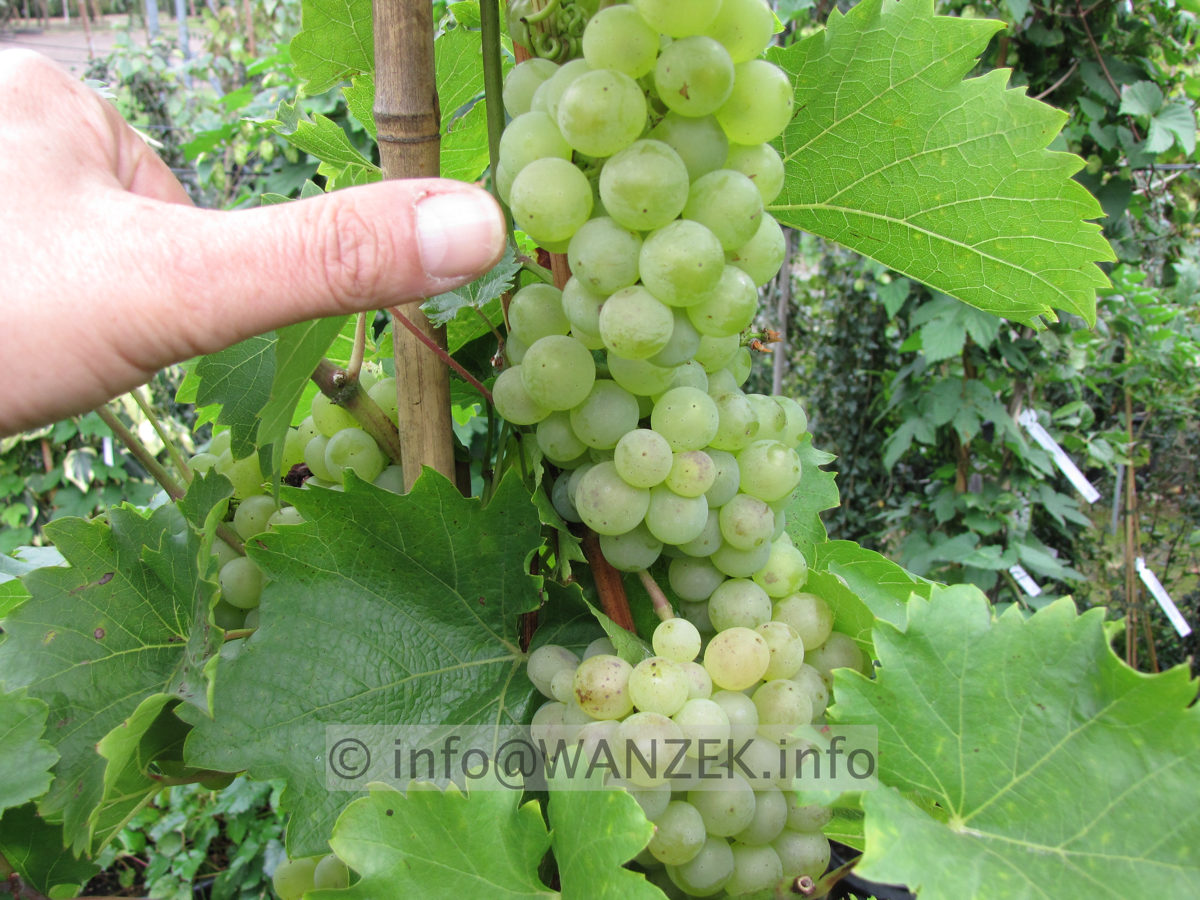 Weinrebe Phoenix.JPG